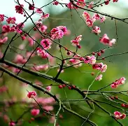 包含梅斯主场逼平波尔多，表现可圈可点的词条